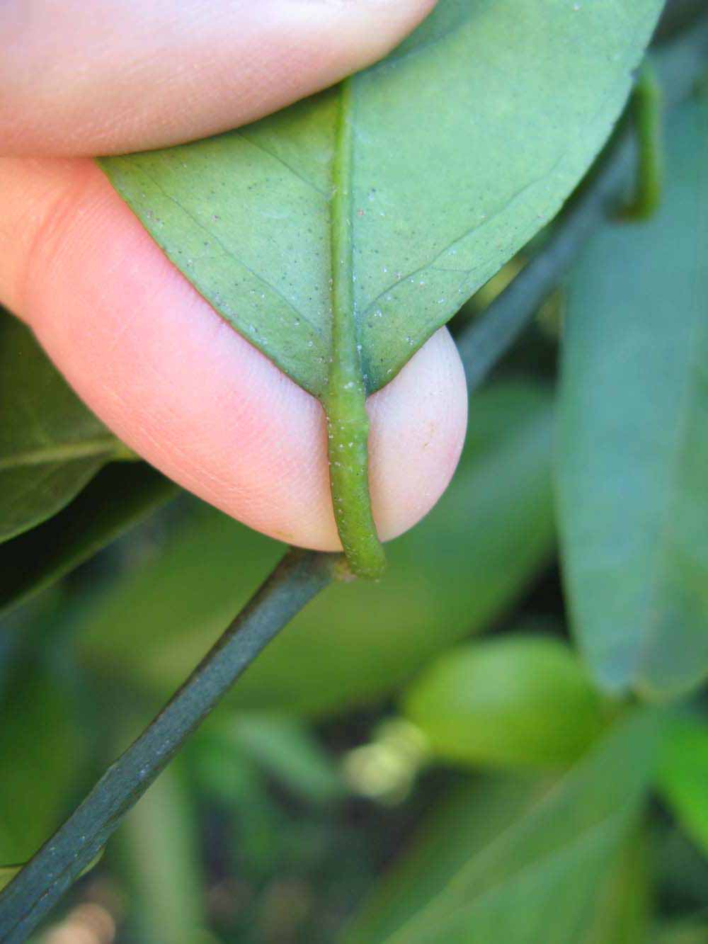              Petiole (Winter Haven, FL)       